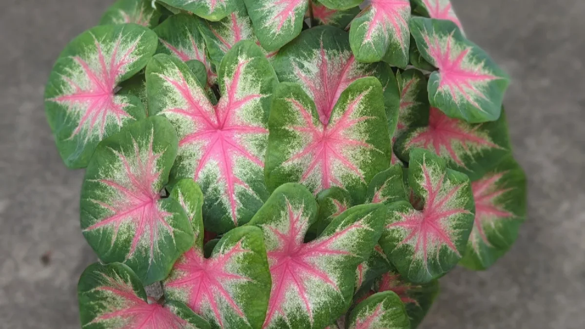 Caladium Small Rosebud Caladium: A Compact Pink-Heart Variety for Small Spaces ...