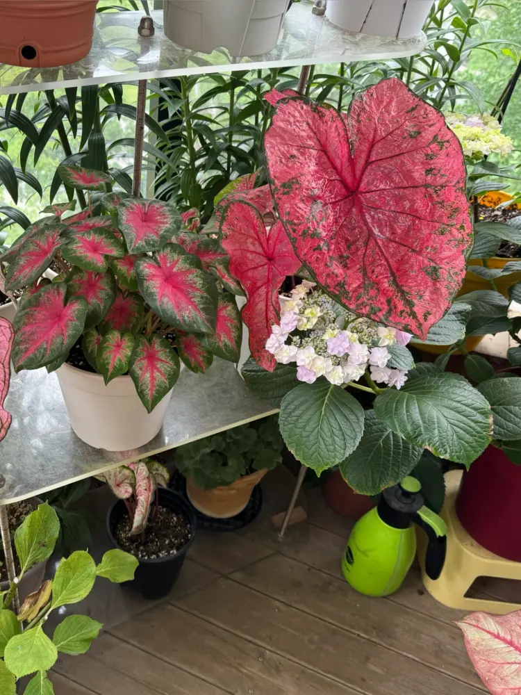 Rosebud caladium in a small white pot beside a much larger pink caladium showing the difference in plant size