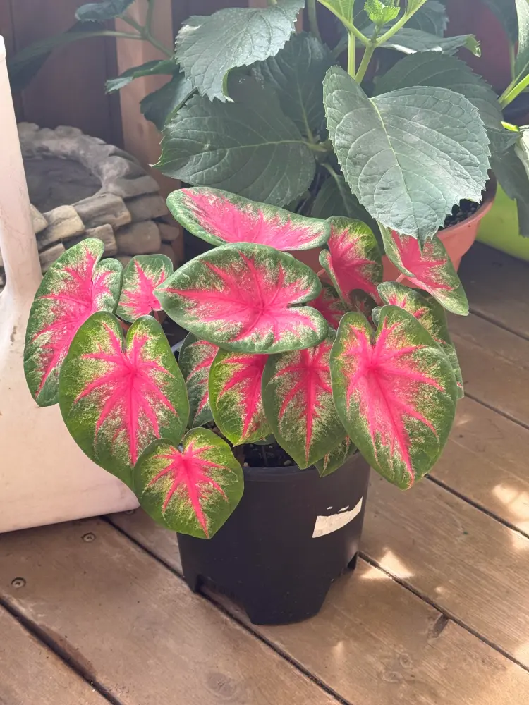 Rosebud caladium growing compactly in a small pot with pink centers, green margins, and many leaves
