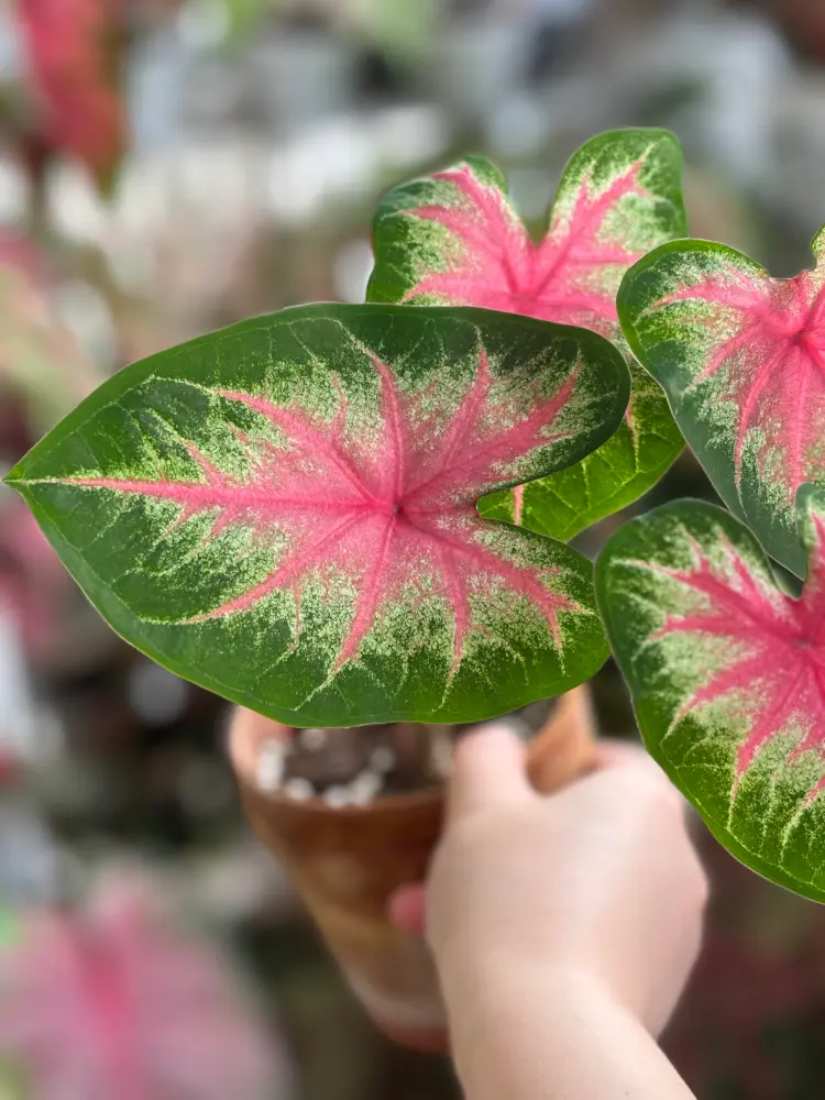 Rosebud caladium leaf close up with a rose-pink center, pale transition area, and dark green margin
