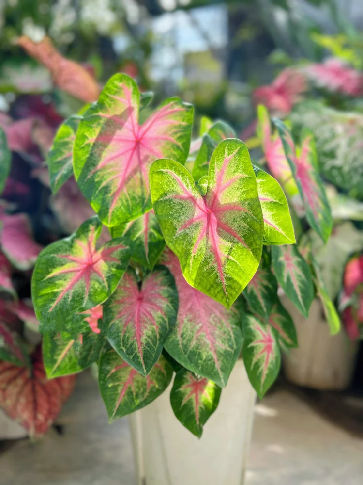 Rosebud caladium in a white pot with compact pink-heart leaves, green margins, and pale transition areas