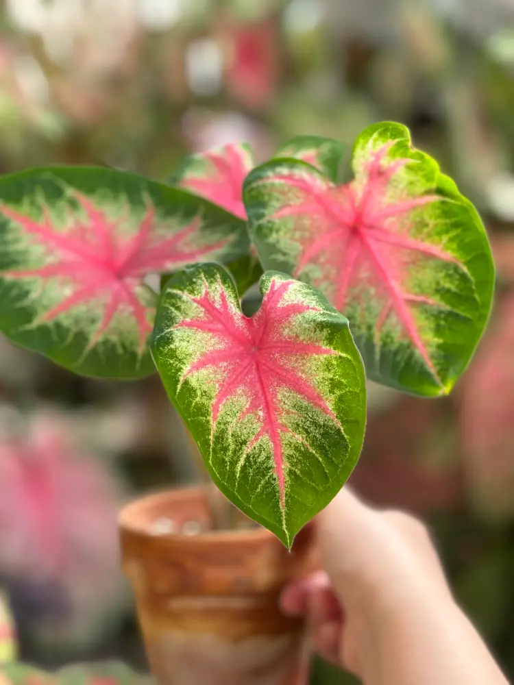 Rosebud caladium in a small pot with compact green leaves, pink centers, and pale transition areas