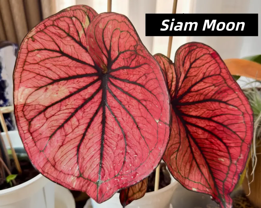 Siam MoonRed and Black Caladium