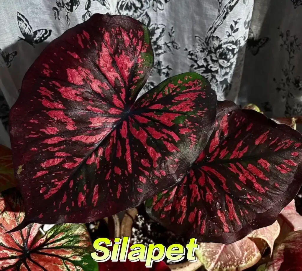 Sila Phet / Sila Petch Red and Black Caladium