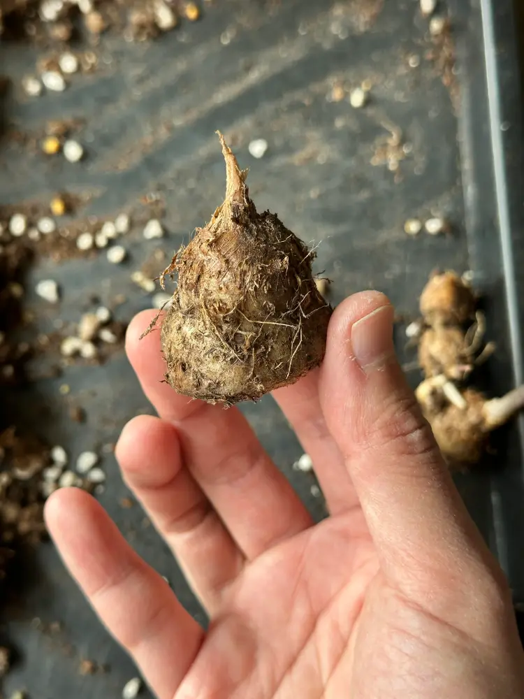 single Frieda Hemple caladium tuber held after cleaning and before winter storage