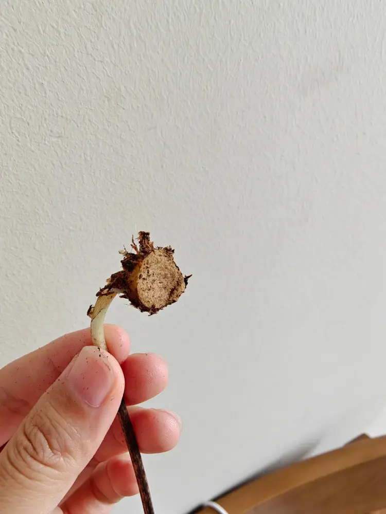 small flat tuber forming on a recovered Frog in a Blender caladium after broken root damage