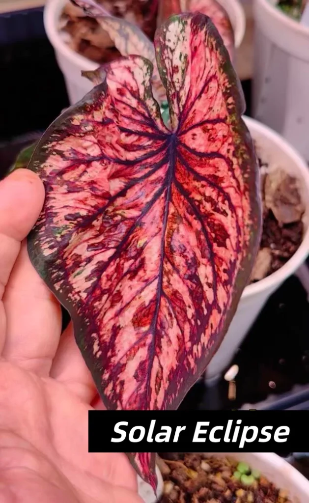 Solar Eclipse Red and Black Caladium