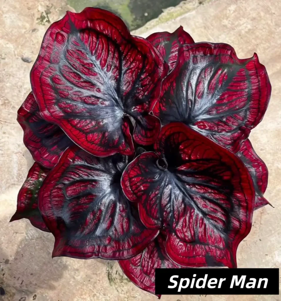 Spider Man / Spiderman Red and Black Caladium