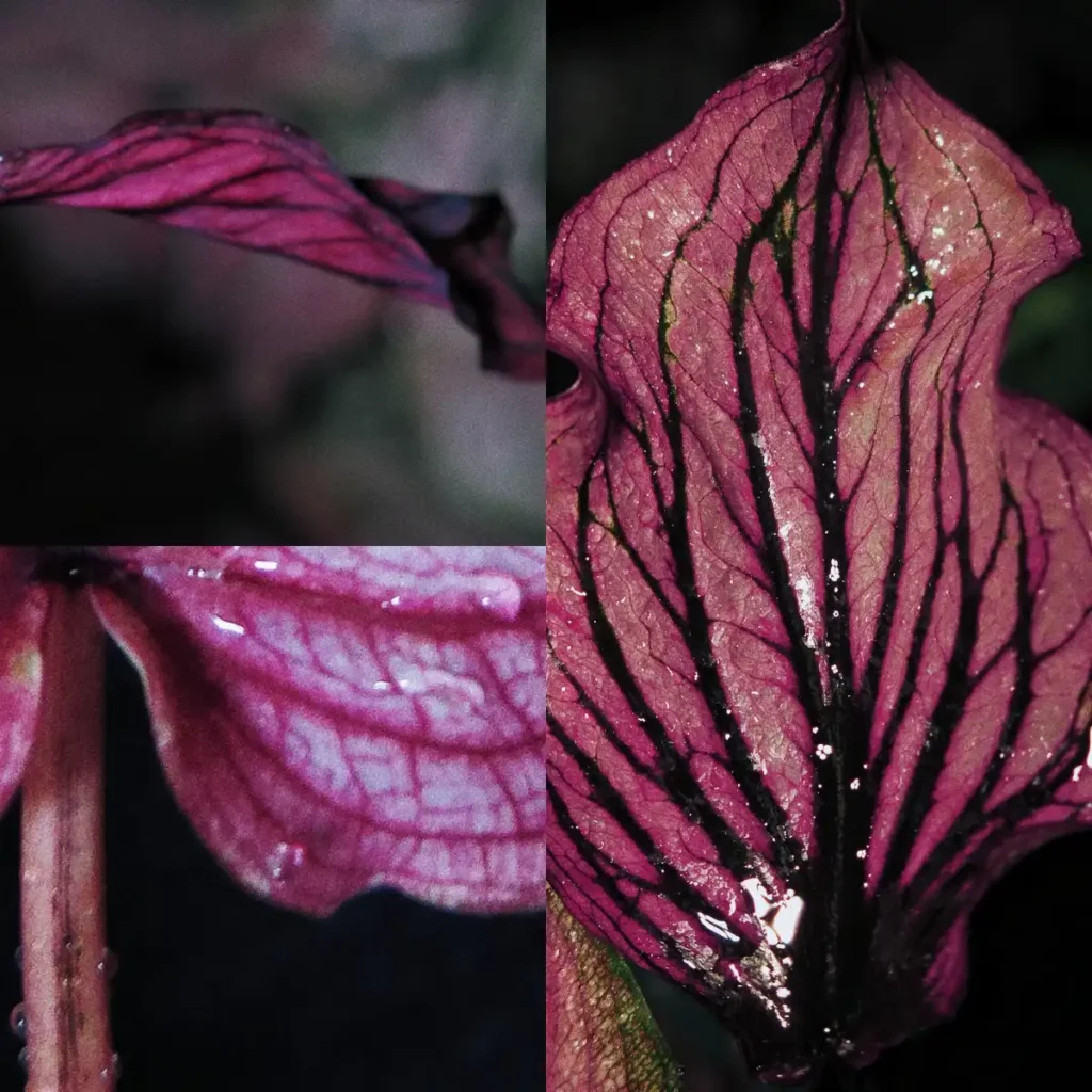 pink red caladium leaf with black veins and water drops photographed in dramatic contrast