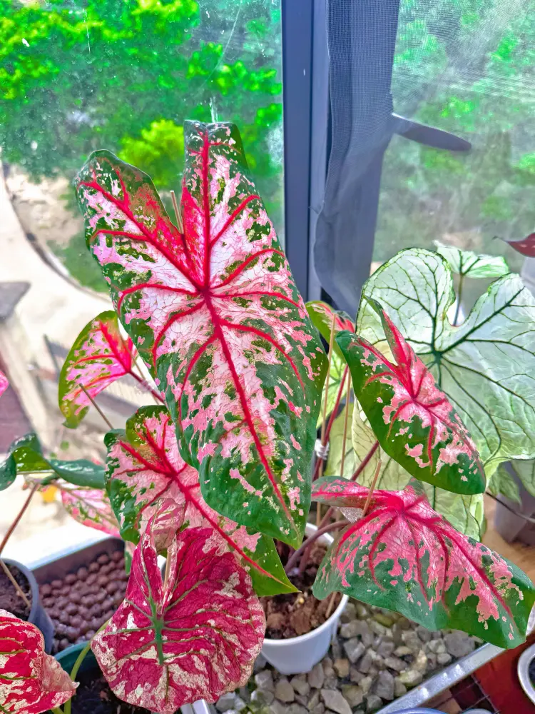 colorful indoor caladium leaves growing actively in bright window light