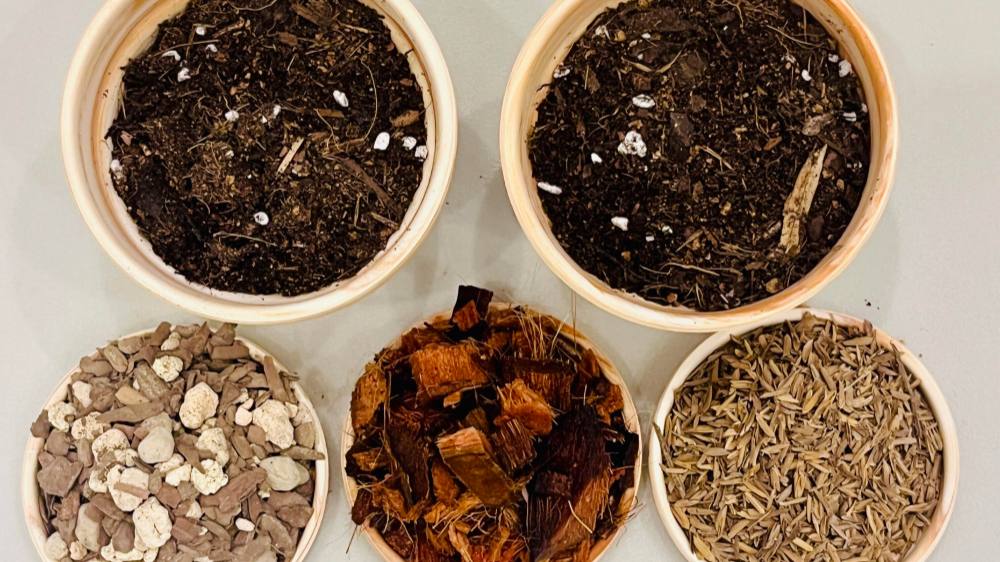 Best Soil for Caladiums: My Indoor Potting Mix