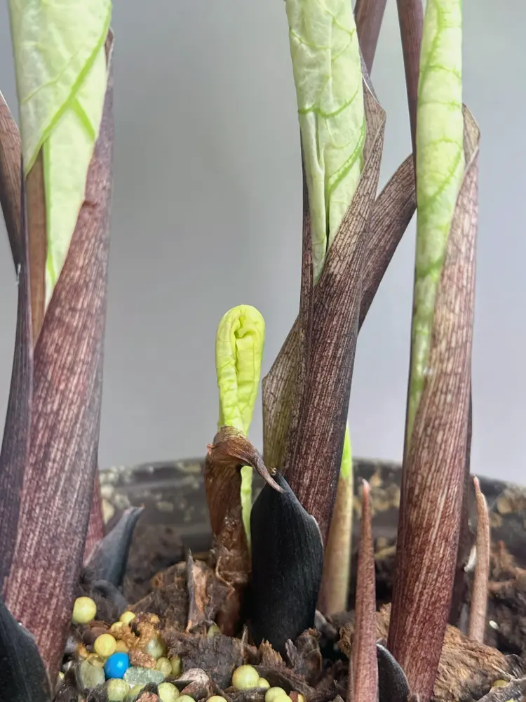 new caladium shoot opening in a pot with slow-release fertilizer pellets on the soil surface
