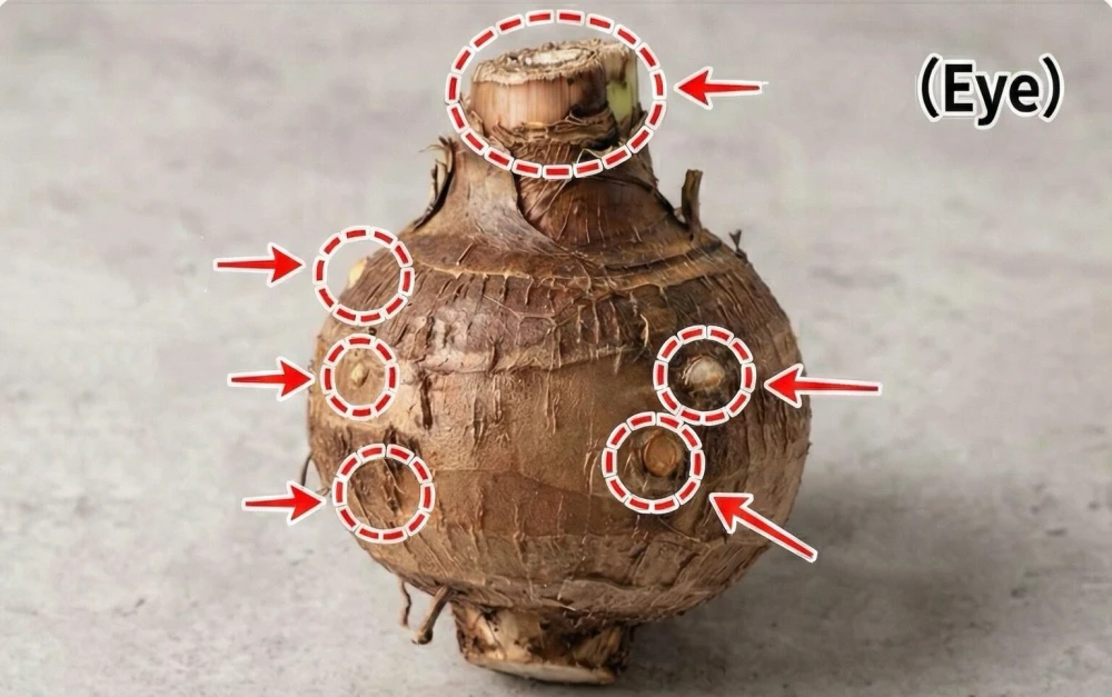 How to Propagate Caladiums: Divide Tubers Without Rot 5 Caladium tuber with visible eyes and growth points marked before division