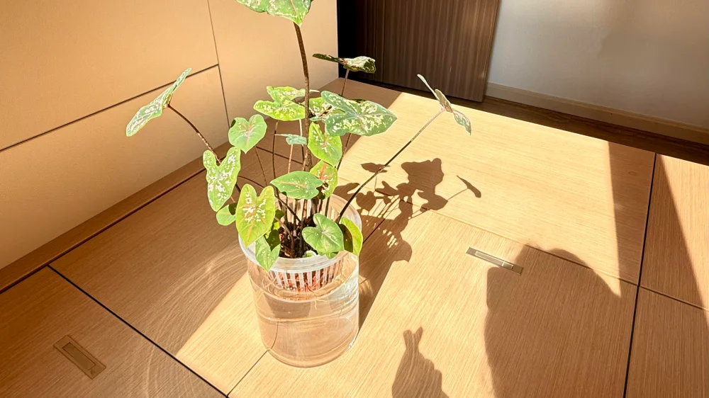 Can Caladiums Grow in Water? My Two Indoor Cases