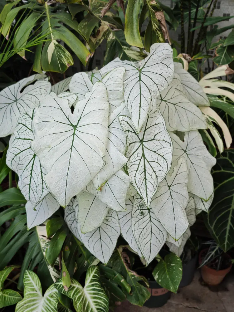 White Caladiums Look Simple Until You Compare Them Side by Side 7 Candidum