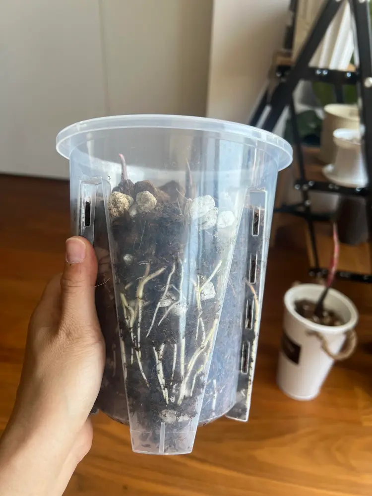 Caladium roots visible through a clear plastic pot with a chunky indoor soil mix