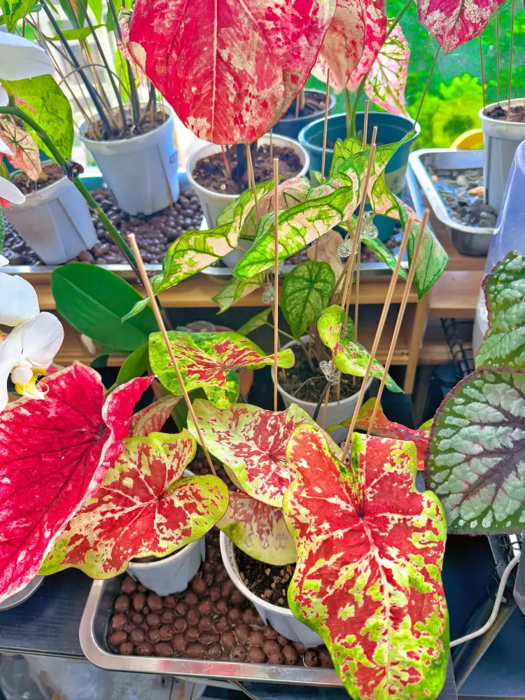 indoor caladium plants with different leaf sizes and red green leaf patterns