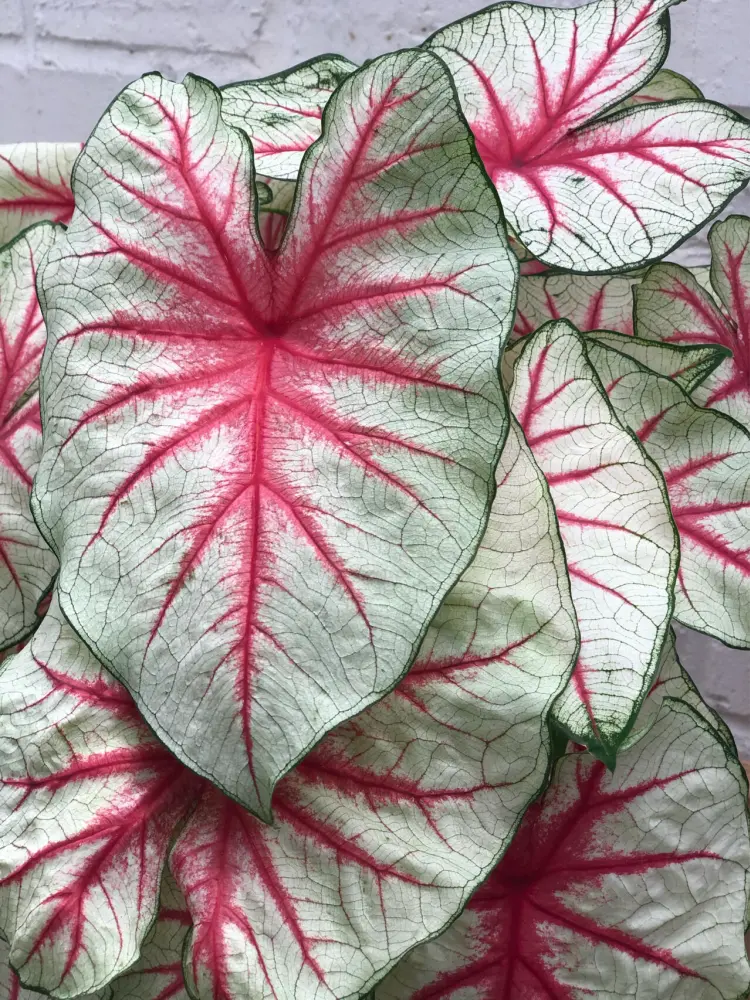 White Caladiums Look Simple Until You Compare Them Side by Side 2 Fiesta