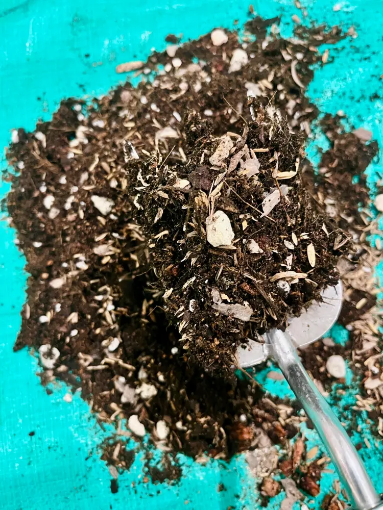 Finished caladium soil mix showing a loose texture with potting mix, rice hulls, bark, and mineral particles