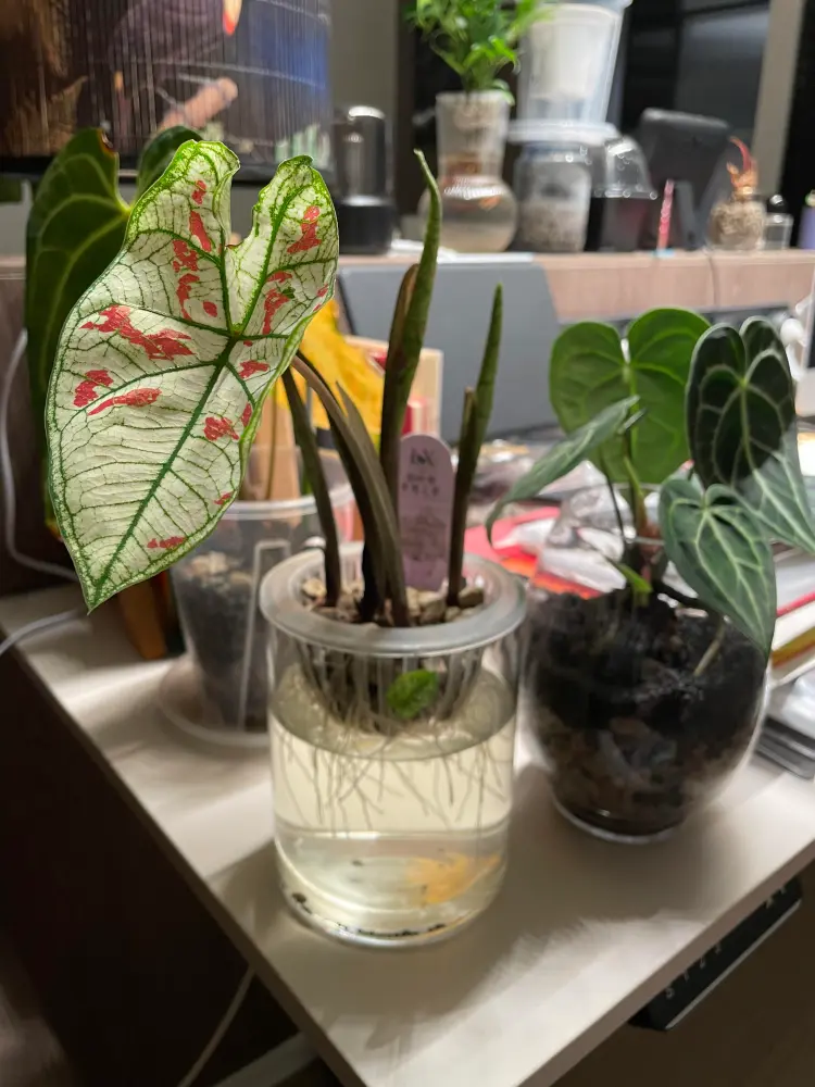 first Strawberry Star caladium leaf opening while roots grow in water