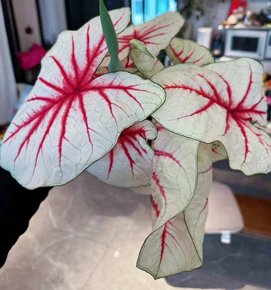 White Caladiums Look Simple Until You Compare Them Side by Side 5 Florida Fantasy