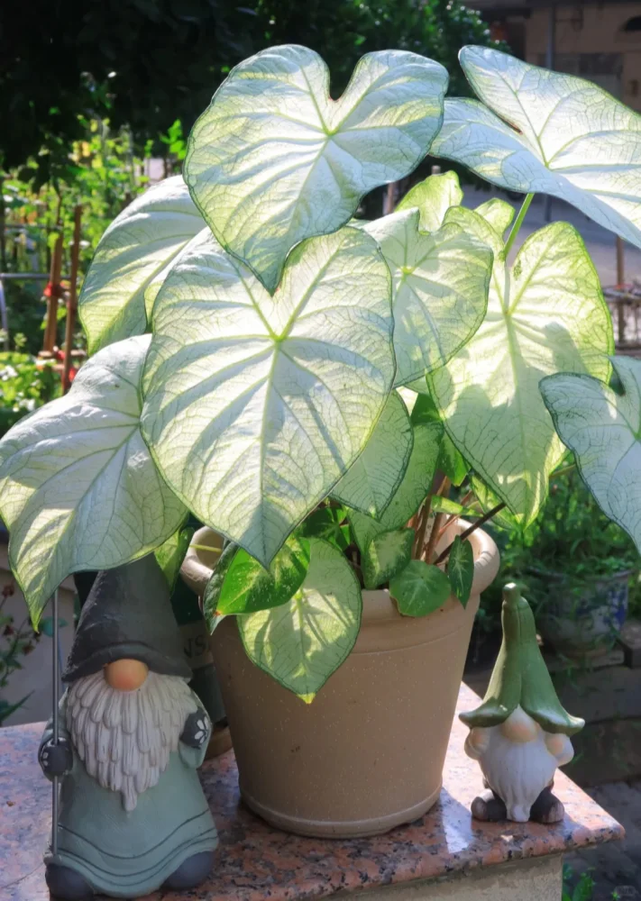 White Caladiums Look Simple Until You Compare Them Side by Side 1 Florida Moonlight