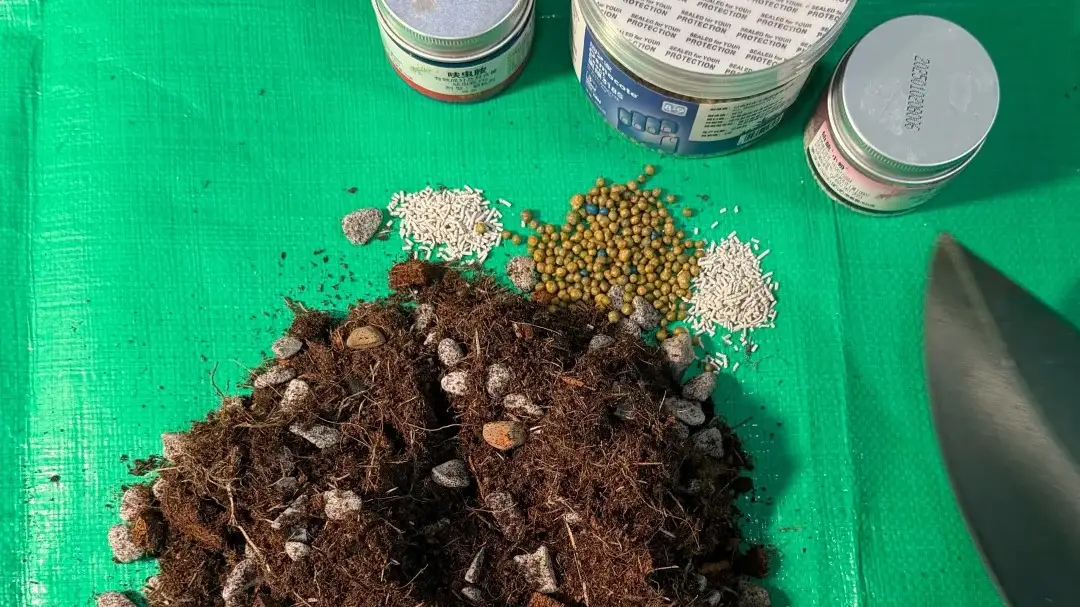 How to Fertilize Caladiums Without Overfeeding Them