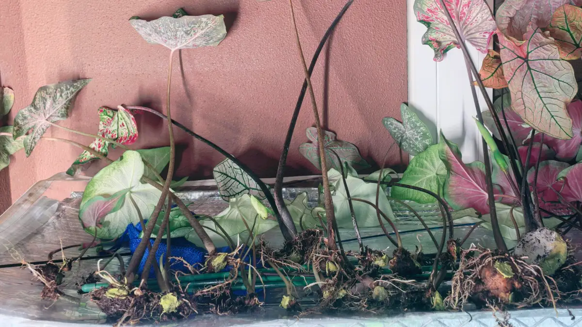 How to Propagate Caladiums: Divide Tubers Without Rot