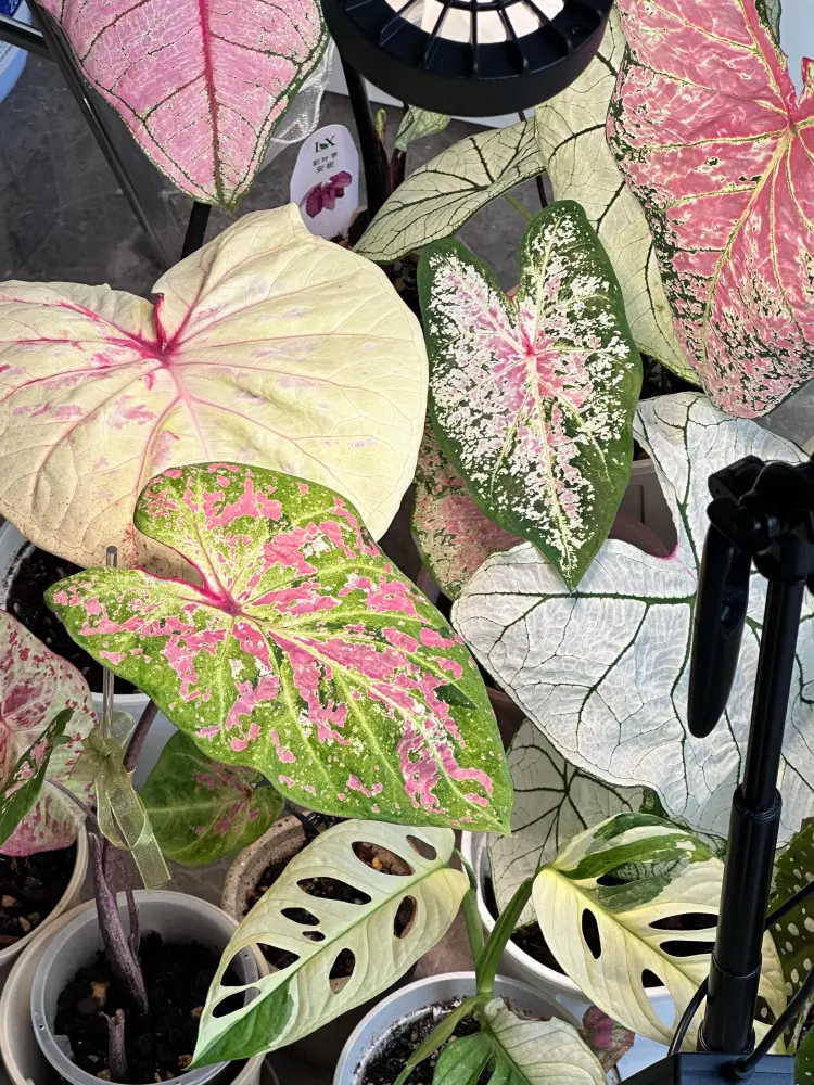 Indoor caladium plants growing in pots under grow lights