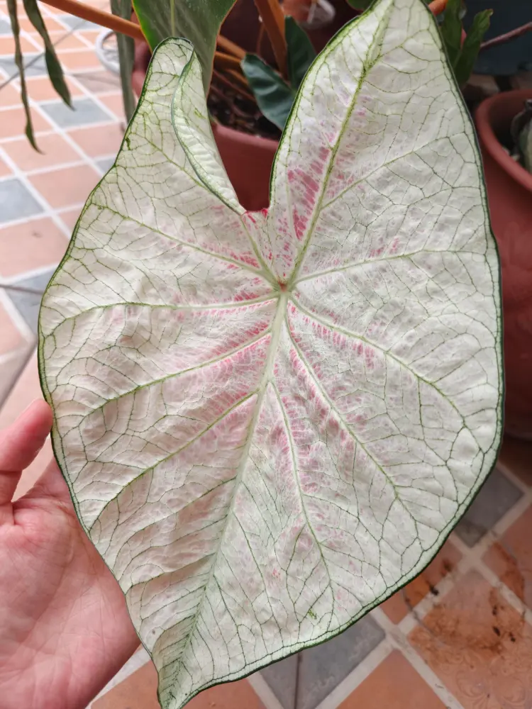White Caladiums Look Simple Until You Compare Them Side by Side 4 June Bride
