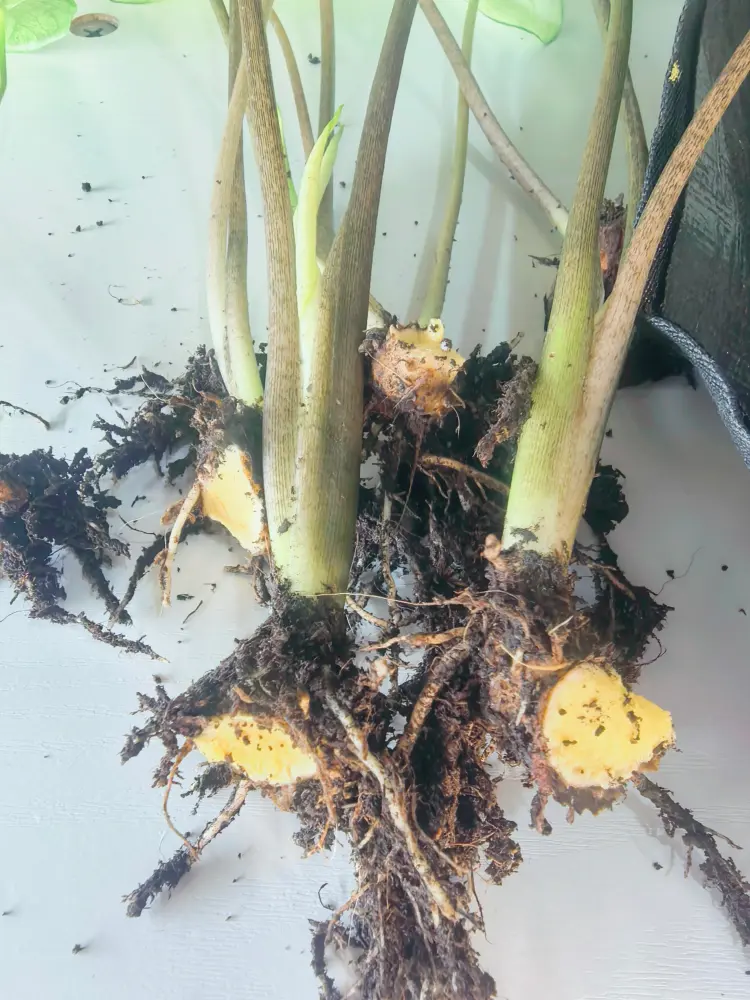 How to Propagate Caladiums: Divide Tubers Without Rot 2 close view of several caladium shoots with roots growing from connected tuber sections