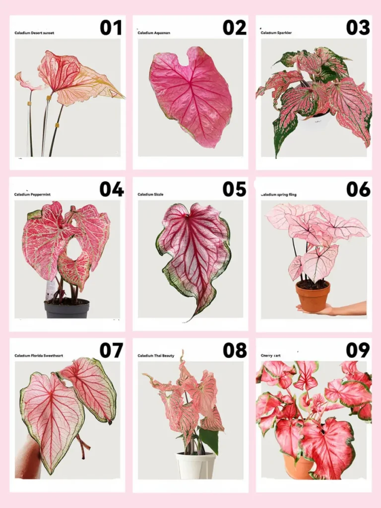comparison graphic of nine pink caladium varieties including Desert Sunset, Aquaman, Sparkler, Peppermint, Sizzle, Spring Fling, Florida Sweetheart, Thai Beauty, and Cherry Tart