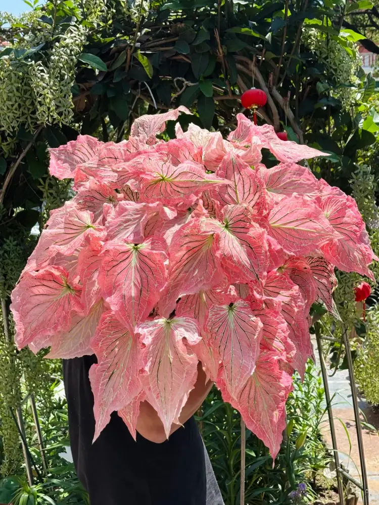 large pot of pink caladiums growing outdoors with full pink leaves and stronger color under bright light
