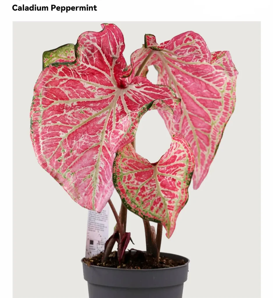 Peppermint