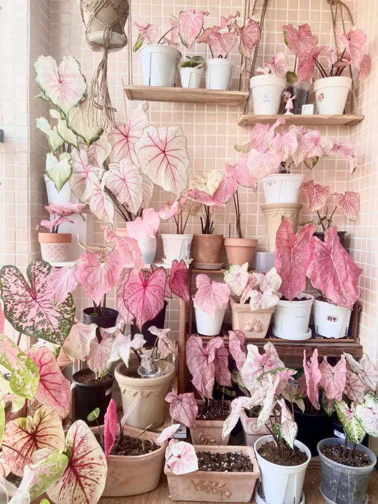 collection of pink caladium varieties on shelves showing different shades, leaf shapes, and pink patterns