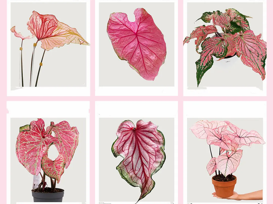 Pink Caladium Varieties: 13 That Look Similar at First