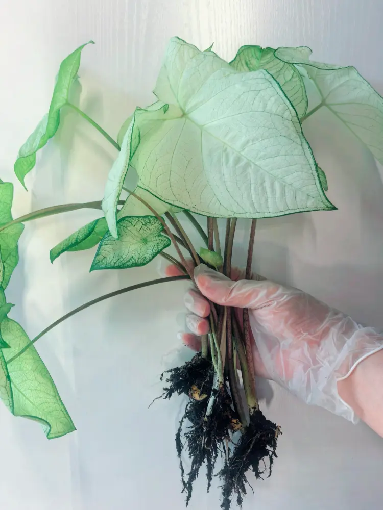 How to Propagate Caladiums: Divide Tubers Without Rot 1 caladium plant removed from the pot with several rooted shoots ready for division