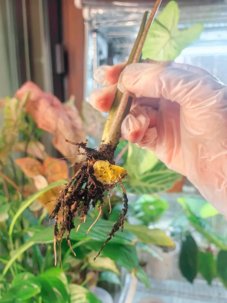How to Propagate Caladiums: Divide Tubers Without Rot 3 separated caladium shoot with roots and tuber tissue after division