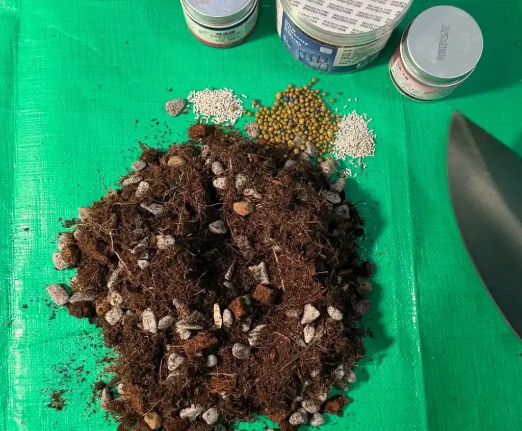 slow-release fertilizer added to caladium potting mix before planting the tuber