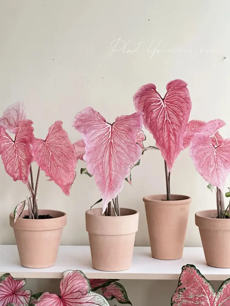 soft pink caladium varieties growing in small pots with pale pink leaves and white veins