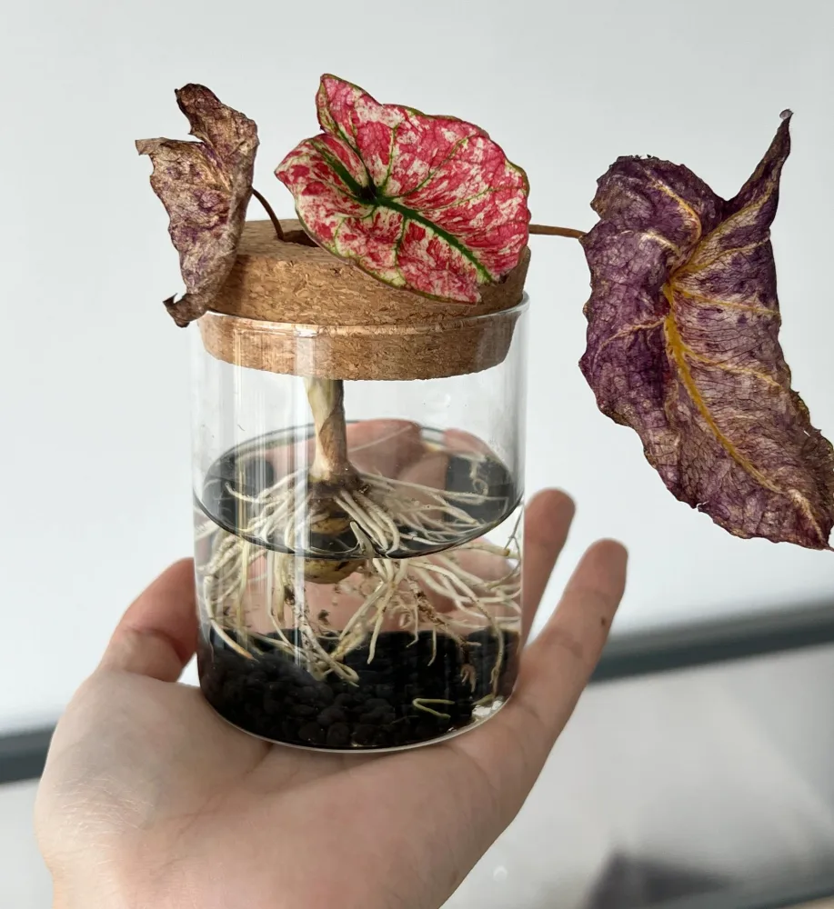Splash of Wine caladium moved from soil to water with damaged old leaves and visible roots