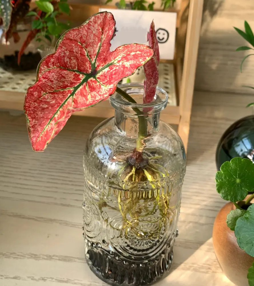 Splash of Wine Caladium Growing New Leaves in Water