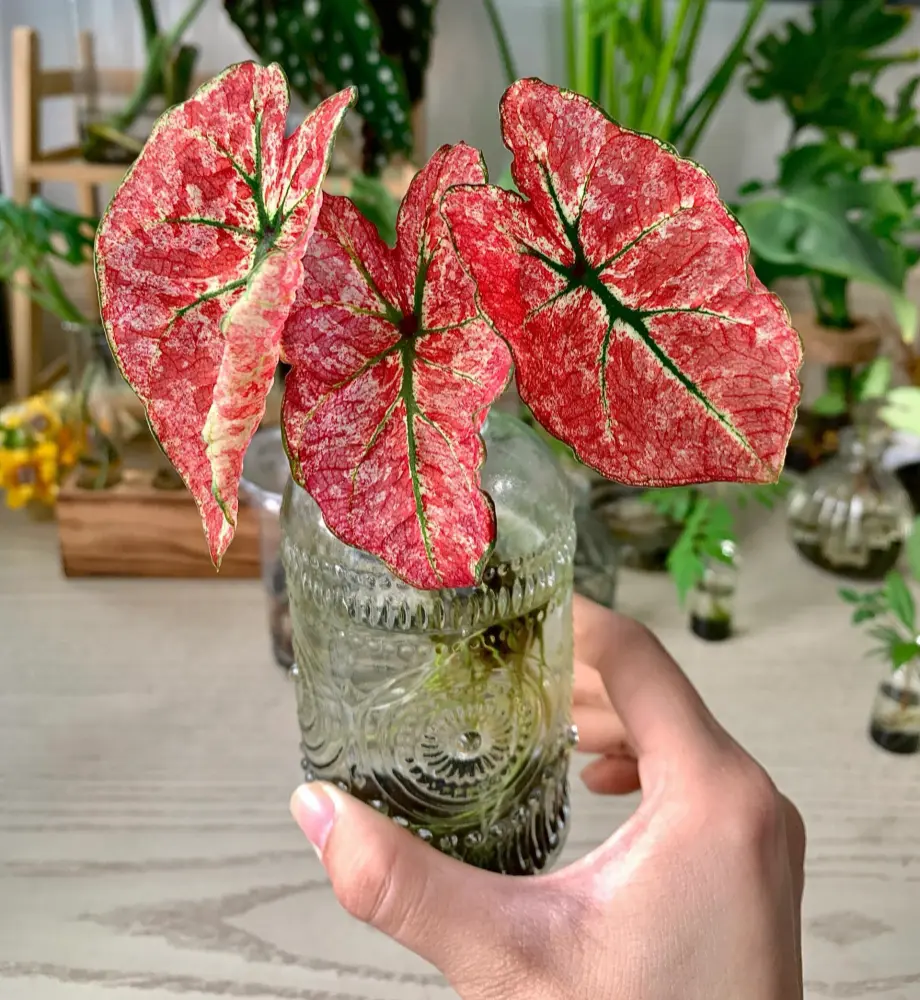 Splash of Wine caladium with three new red leaves growing in water culture