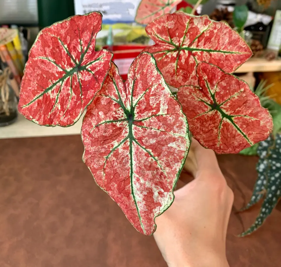 Splash of Wine Caladium Recovery in Water Culture