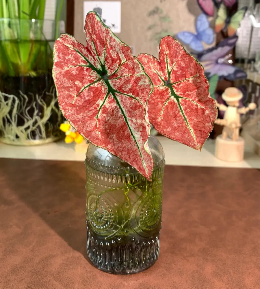 Splash of Wine caladium with four clean new leaves after moving from soil to water