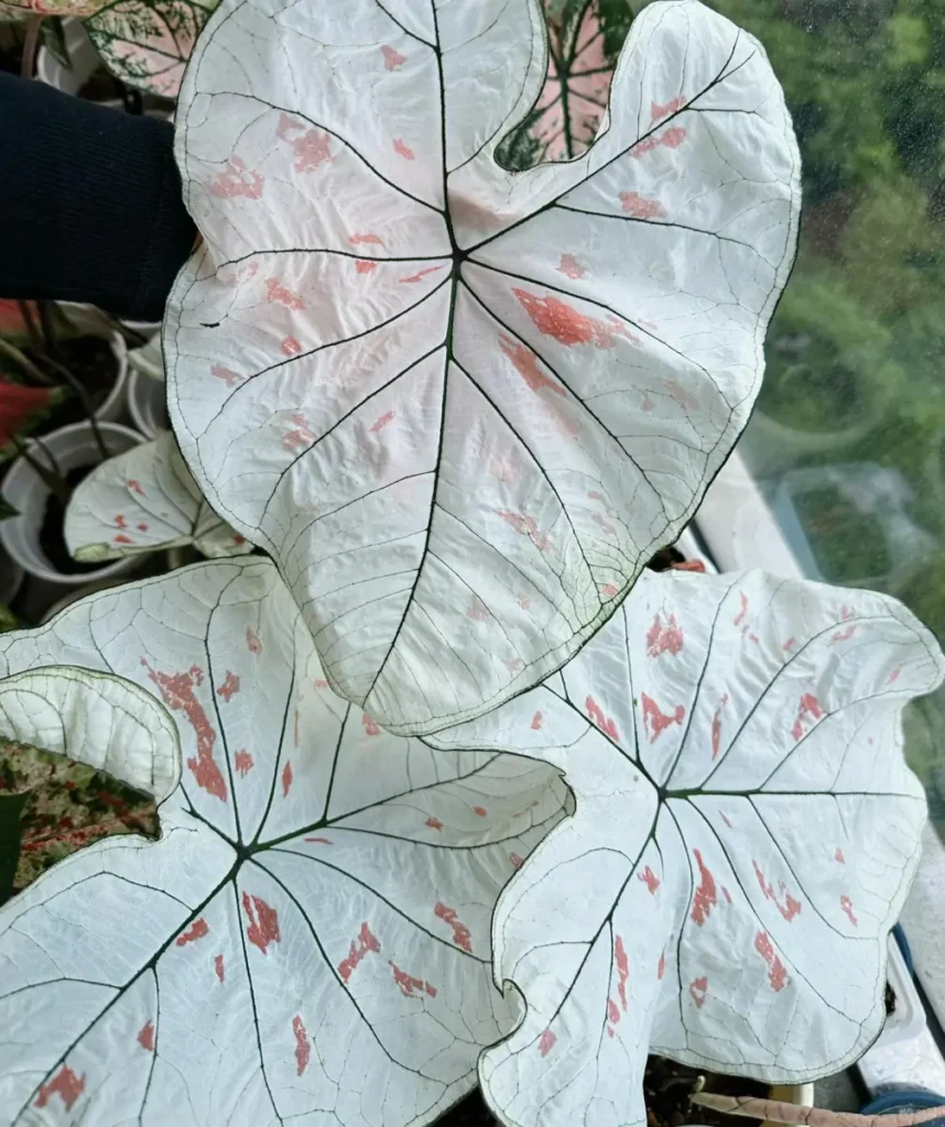 White Caladiums Look Simple Until You Compare Them Side by Side 6 Strawberry Star