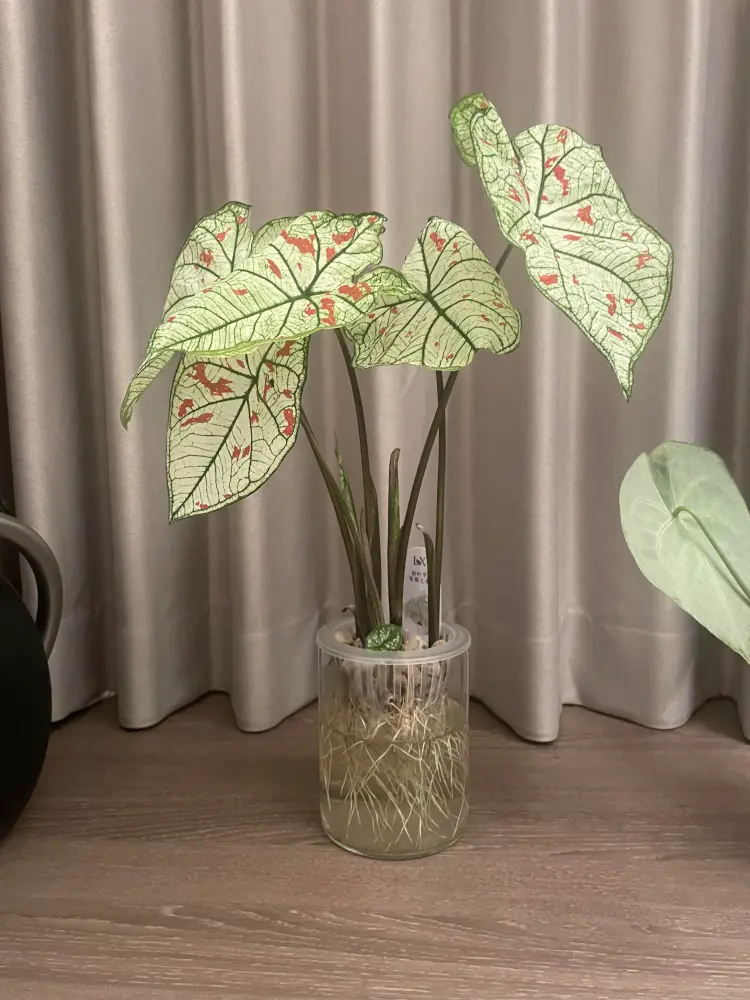 Strawberry Star caladium growing in water with several leaves and visible white roots