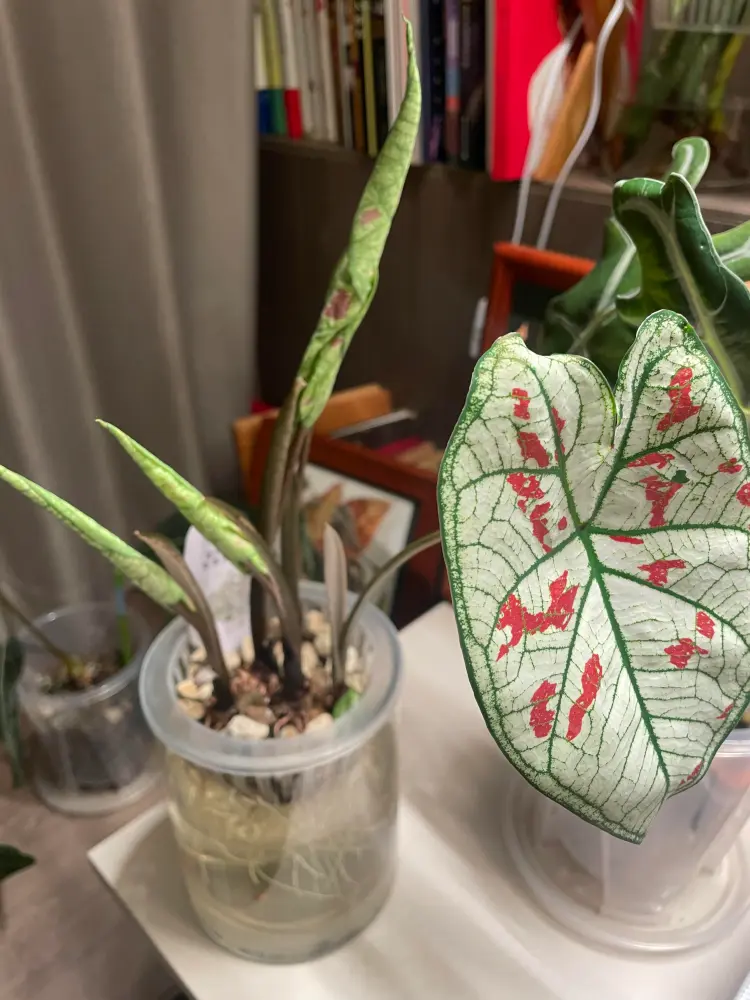 Strawberry Star caladium leaf with another new shoot growing in a water setup