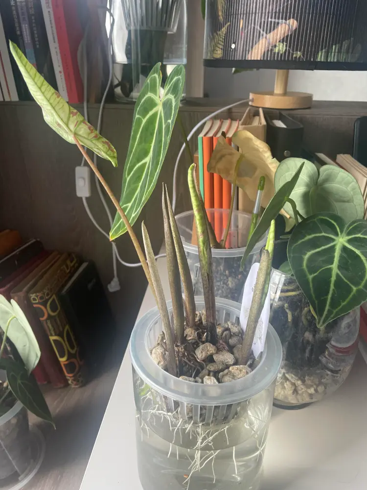 Strawberry Star caladium roots growing down from a net pot into the water reservoir