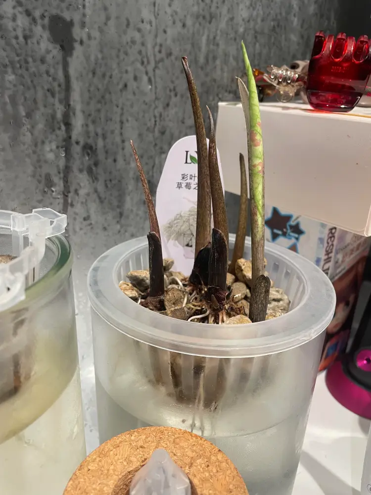 new Strawberry Star caladium shoots emerging from tubers in a net-pot water setup